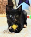 adoptable Cat in sussex, NJ named KITTEN SUNSPOT