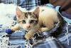 adoptable Cat in Sussex, NJ named KITTEN EMBER
