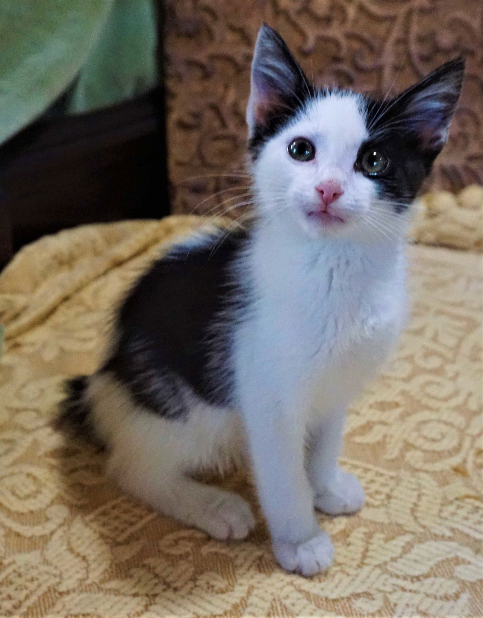 adoptable Cat in Sussex, NJ named KITTEN MOONPIE