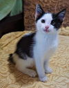 adoptable Cat in sussex, NJ named KITTEN MOONPIE