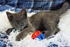 adoptable Cat in sussex, NJ named KITTEN GRAYSON