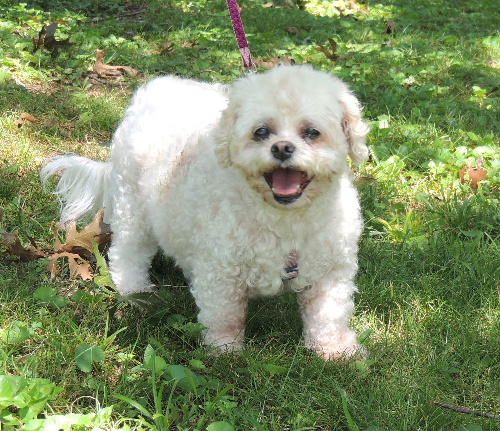 adoptable Dog in Sussex, NJ named BEAUTIFUL BETSEY