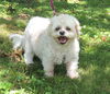 adoptable Dog in sussex, NJ named BEAUTIFUL BETSEY