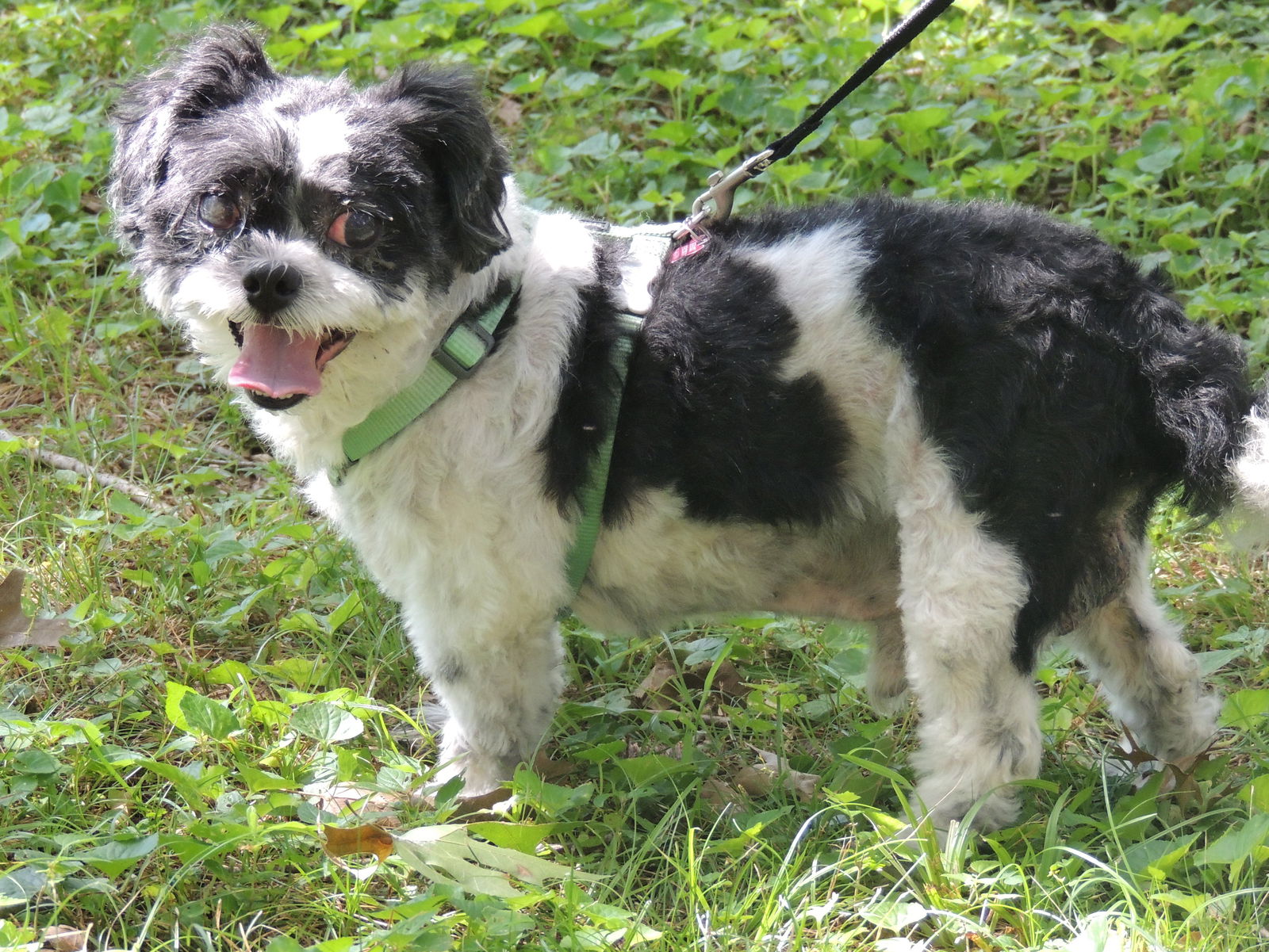 adoptable Dog in Sussex, NJ named COURAGEOUS CAPTAIN