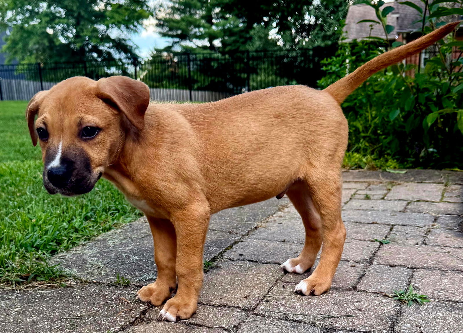 adoptable Dog in Sussex, NJ named PUPPY KAZ