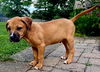 adoptable Dog in sussex, NJ named PUPPY KAZ