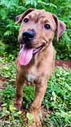 adoptable Dog in sussex, NJ named PUPPY FINNAN