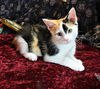 adoptable Cat in Sussex, NJ named KITTEN CALICO CARMAN