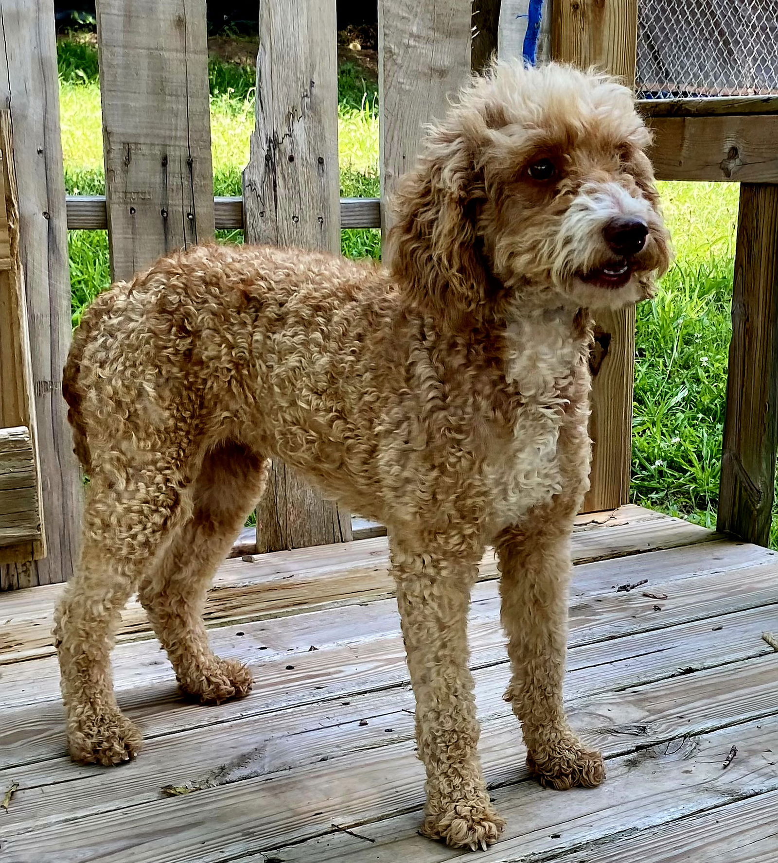 adoptable Dog in Sussex, NJ named PUDDIN