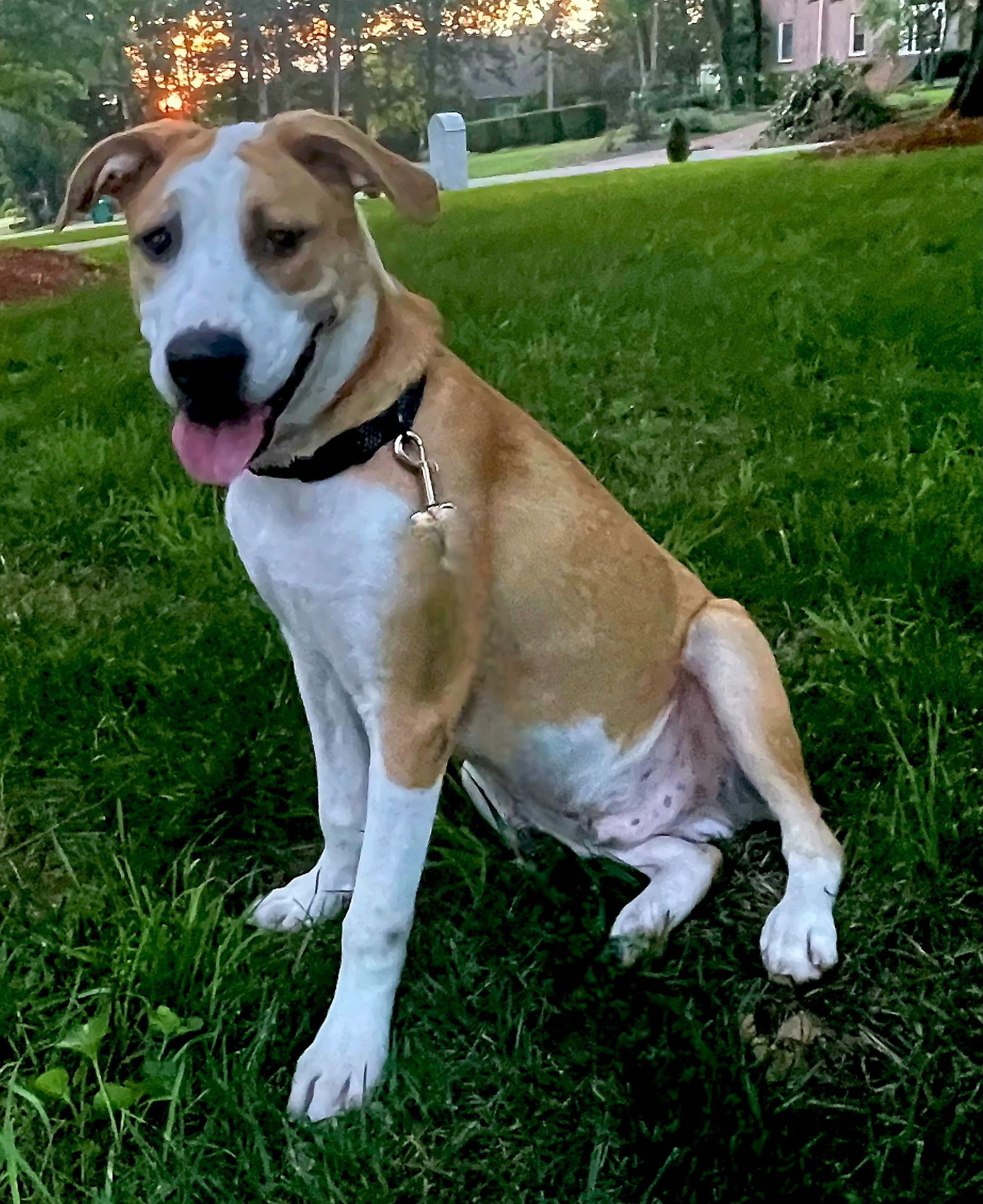 adoptable Dog in Sussex, NJ named LOGAN