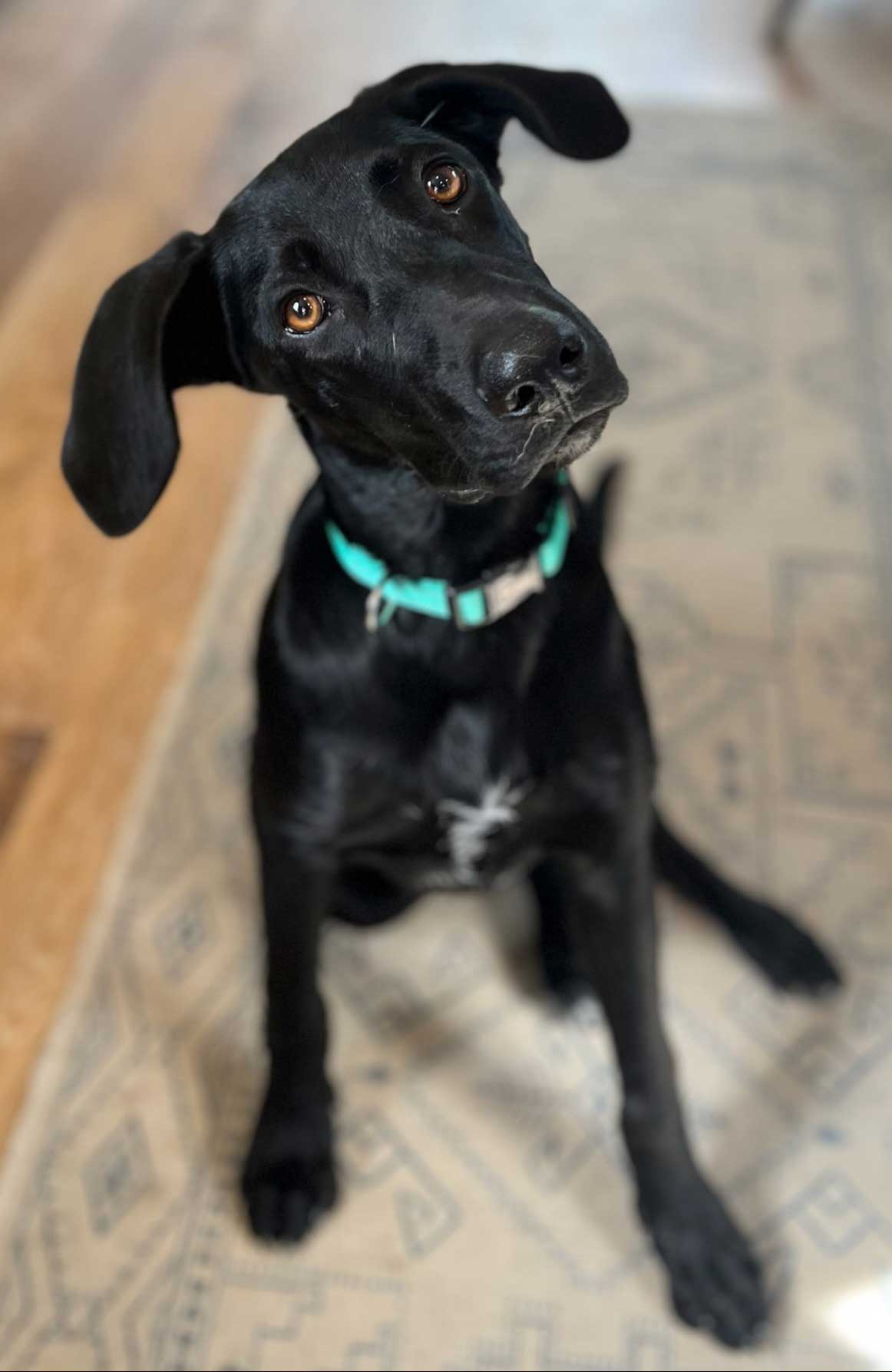 adoptable Dog in Sussex, NJ named PUPPY BISMARCK