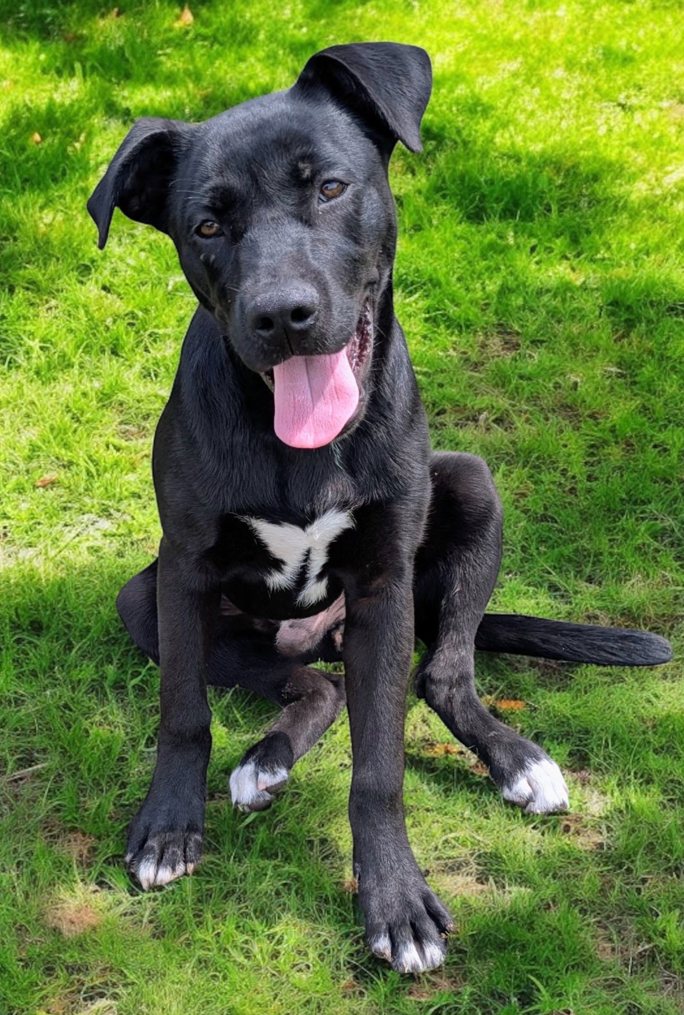 adoptable Dog in Sussex, NJ named PUPPY ISAAC