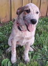 adoptable Dog in sussex, NJ named PUPPY GINGER SNAP