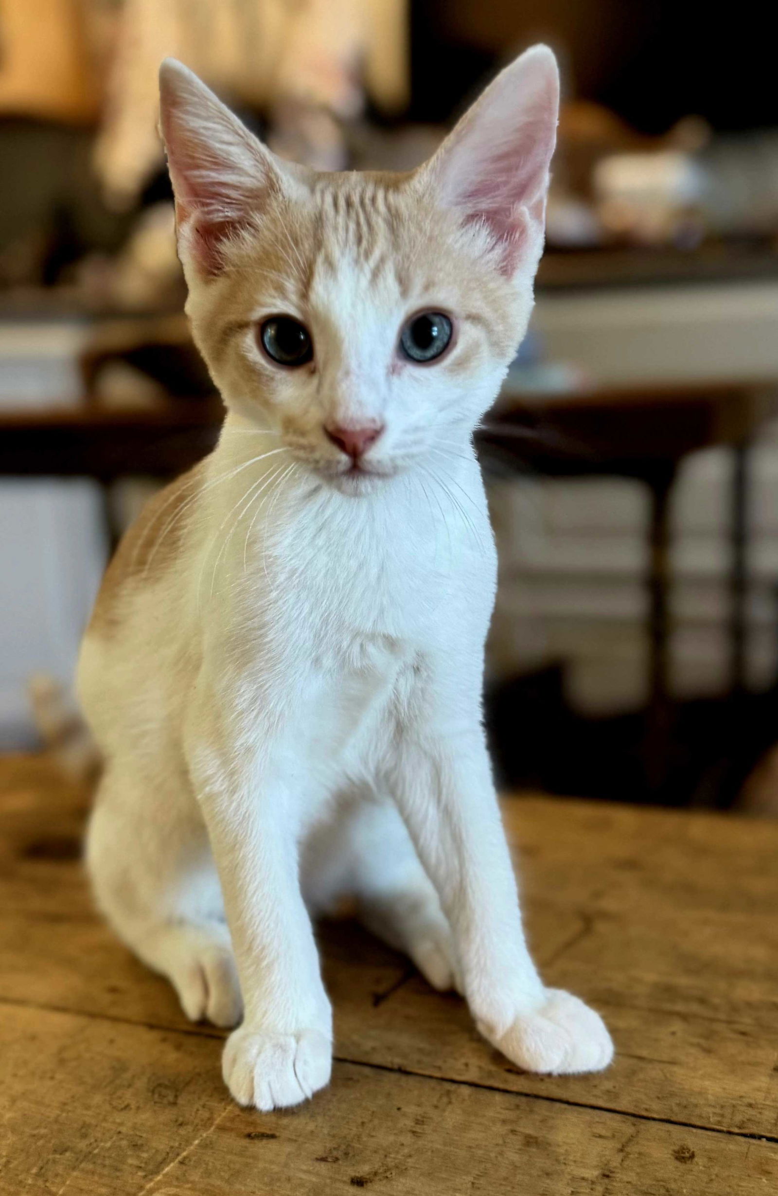 adoptable Cat in Sussex, NJ named KITTEN HENRY