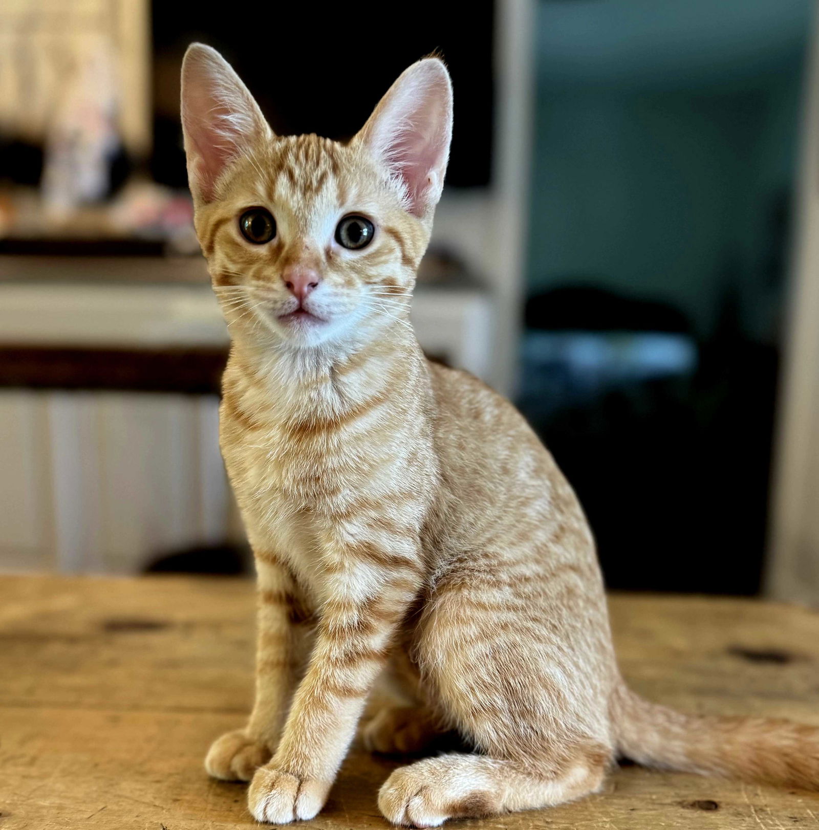 adoptable Cat in Sussex, NJ named KITTEN LILY