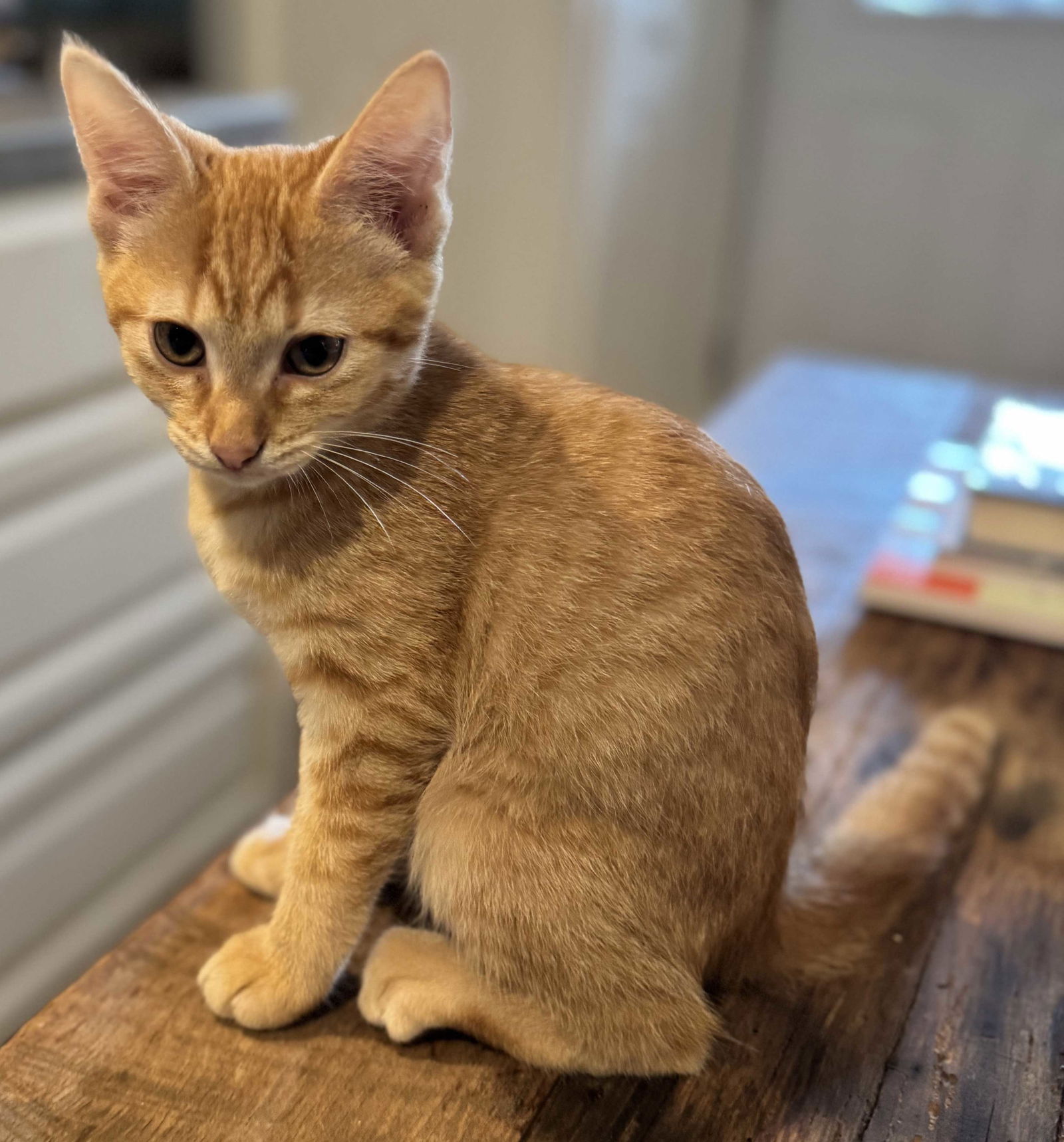 adoptable Cat in Sussex, NJ named KITTEN PETUNIA