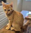 adoptable Cat in sussex, NJ named KITTEN PETUNIA