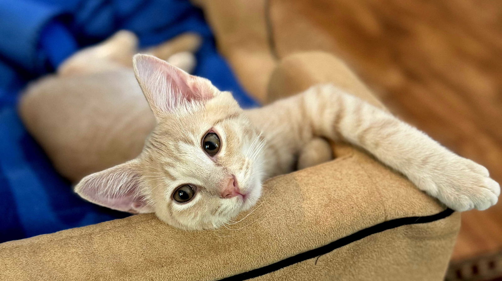 adoptable Cat in Sussex, NJ named KITTEN LIONEL