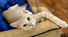 adoptable Cat in sussex, NJ named KITTEN LIONEL