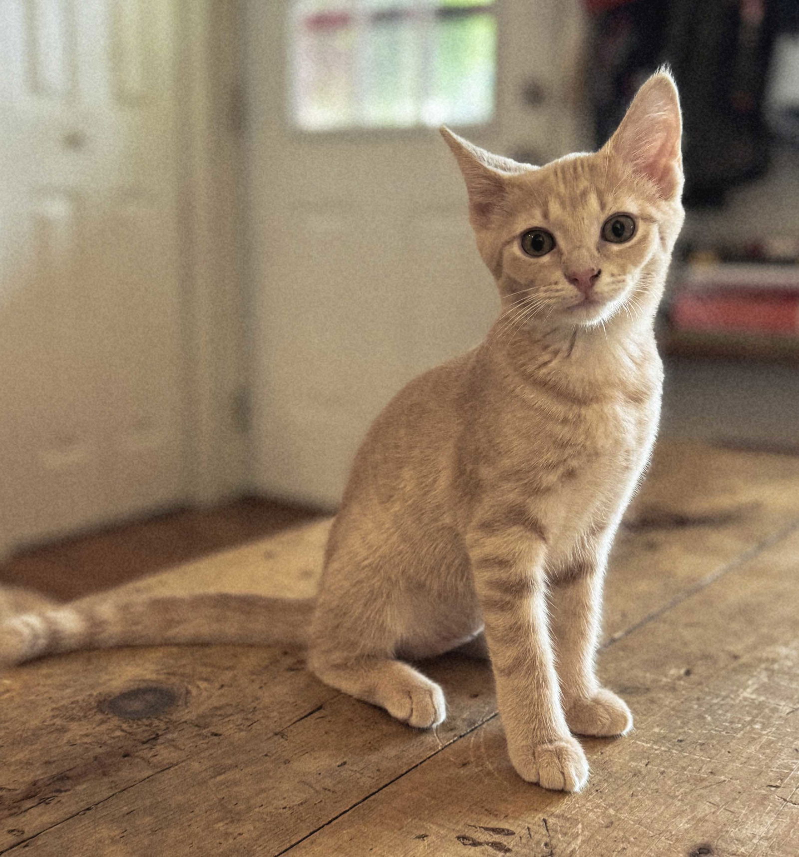 adoptable Cat in Sussex, NJ named KITTEN GEORGIA