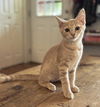 adoptable Cat in sussex, NJ named KITTEN GEORGIA