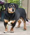 adoptable Dog in sussex, NJ named BUDDY