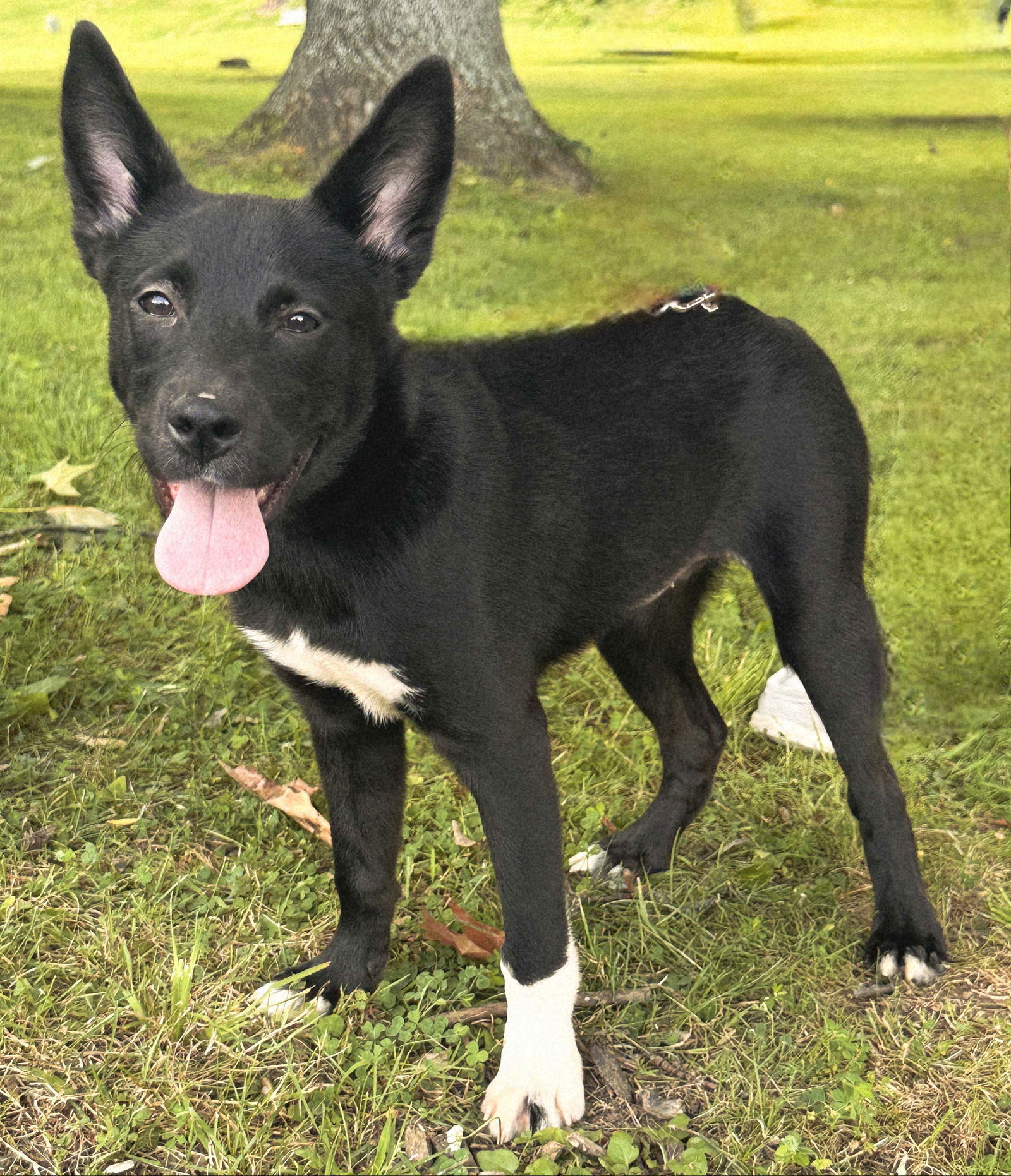 adoptable Dog in Sussex, NJ named PUPPY FANTASIA