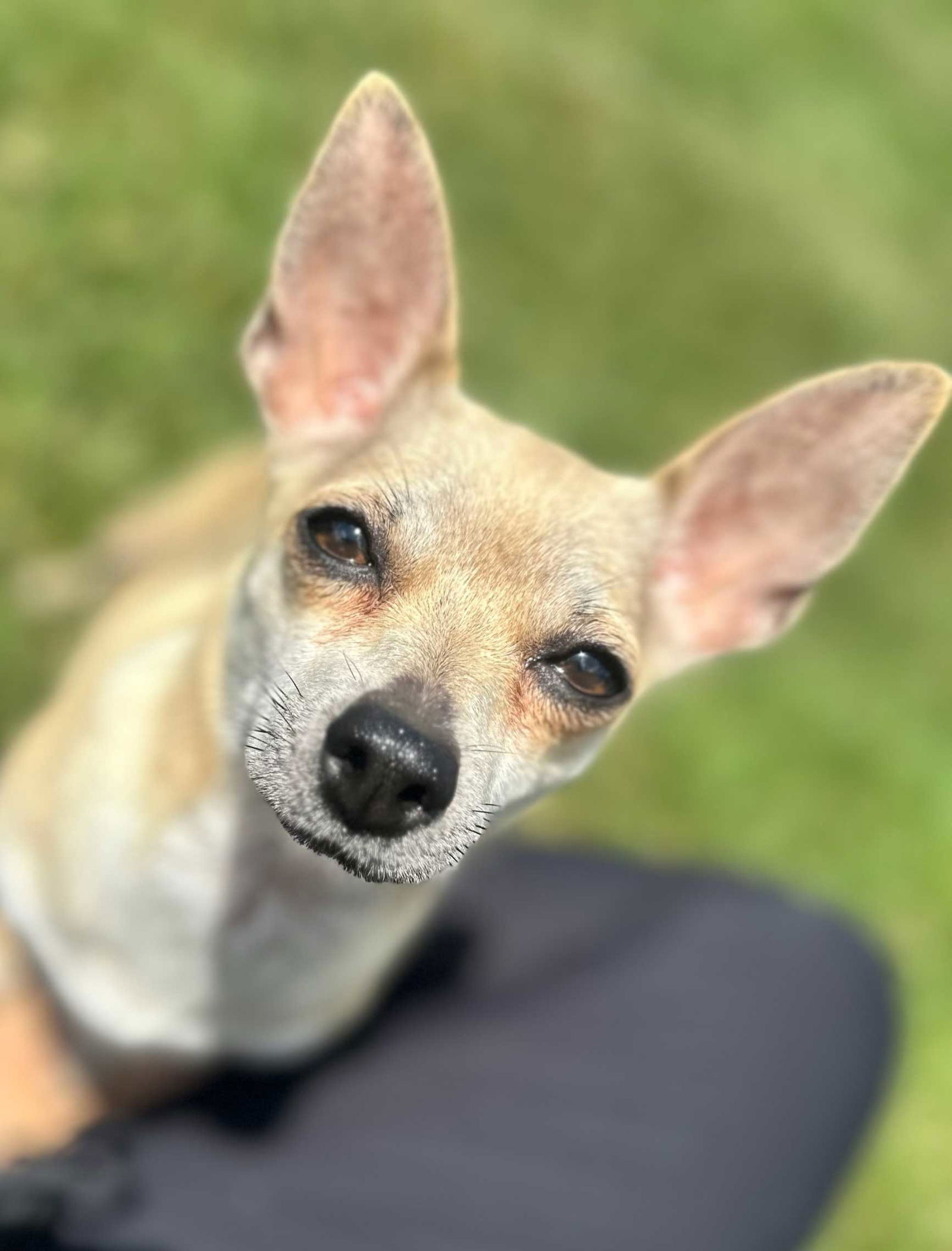 adoptable Dog in Sussex, NJ named TIA MARIA