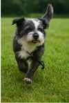 adoptable Dog in sussex, NJ named SUZANNA