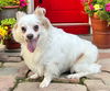 adoptable Dog in  named FABULOUS FINNEGAN