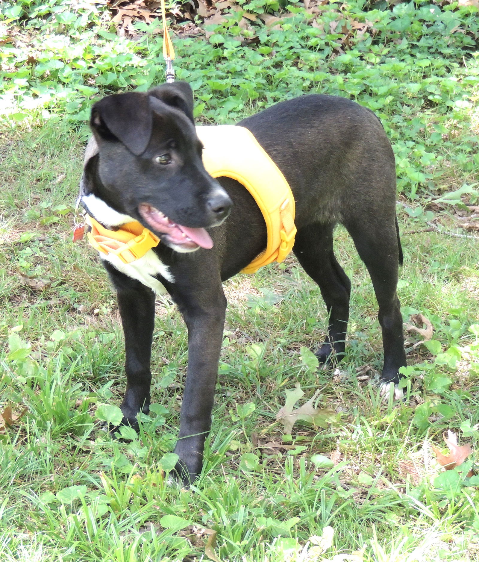 adoptable Dog in Sussex, NJ named PUPPY CURIOUS COCO