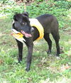 adoptable Dog in sussex, NJ named PUPPY CURIOUS COCO