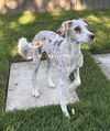 adoptable Dog in sussex, NJ named ZARA THE MAGNIFICENT