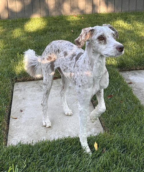 ZARA THE MAGNIFICENT - Australian Shepherd / Poodle (Standard) available for adoption