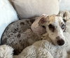 ZARA THE MAGNIFICENT - Photo 3