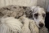 ZARA THE MAGNIFICENT - Photo 4