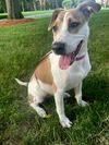adoptable Dog in sussex, NJ named LADY WAVERLY