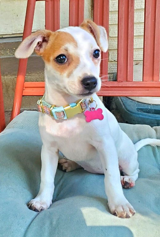 adoptable Dog in Sussex, NJ named PUPPY AWESOME ANNIE