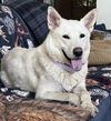 adoptable Dog in Sussex, NJ named CHEROKEE