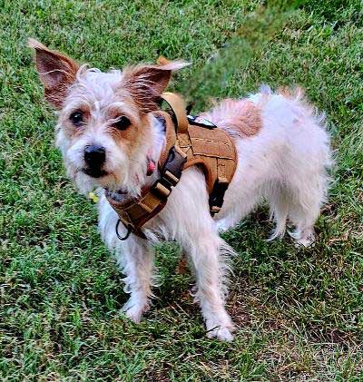 adoptable Dog in Sussex, NJ named BERNARD