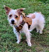 adoptable Dog in sussex, NJ named BERNARD