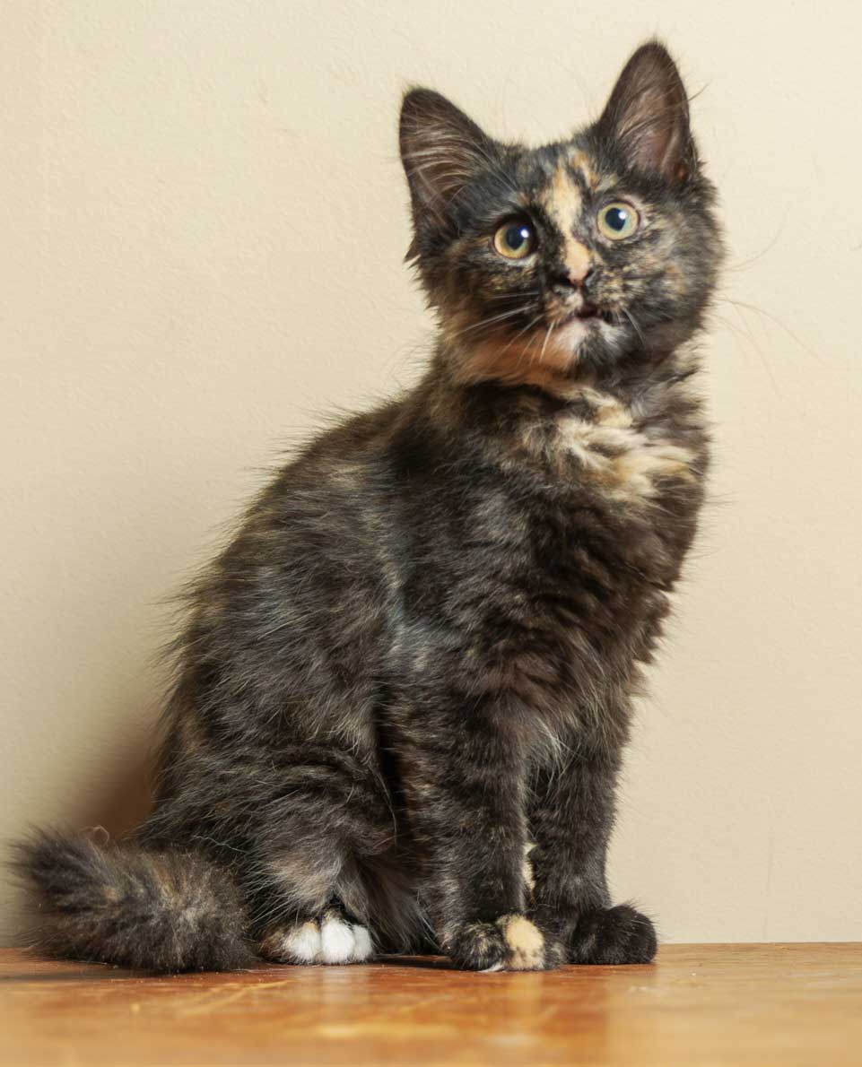 adoptable Cat in Sussex, NJ named KITTEN TORTELLINI