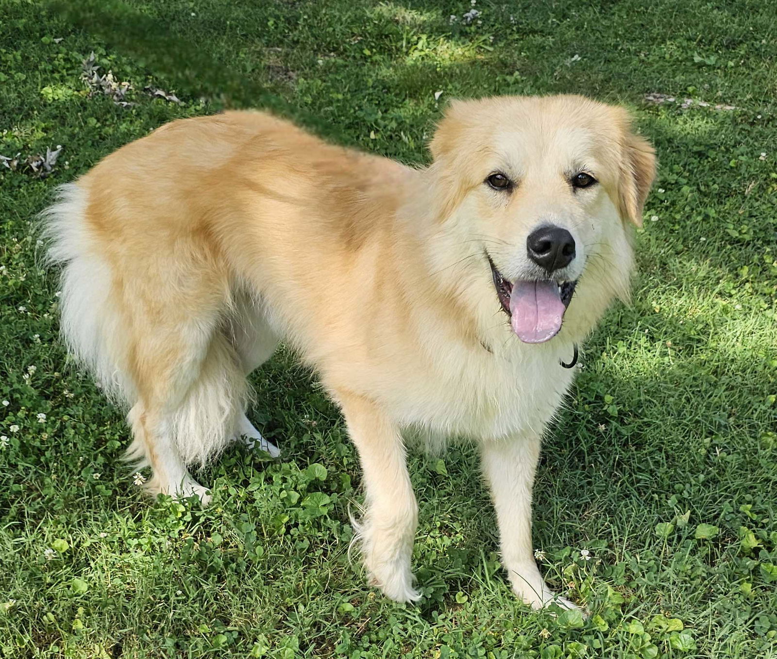 adoptable Dog in Sussex, NJ named SAMMY