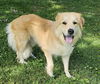 adoptable Dog in sussex, NJ named SAMMY