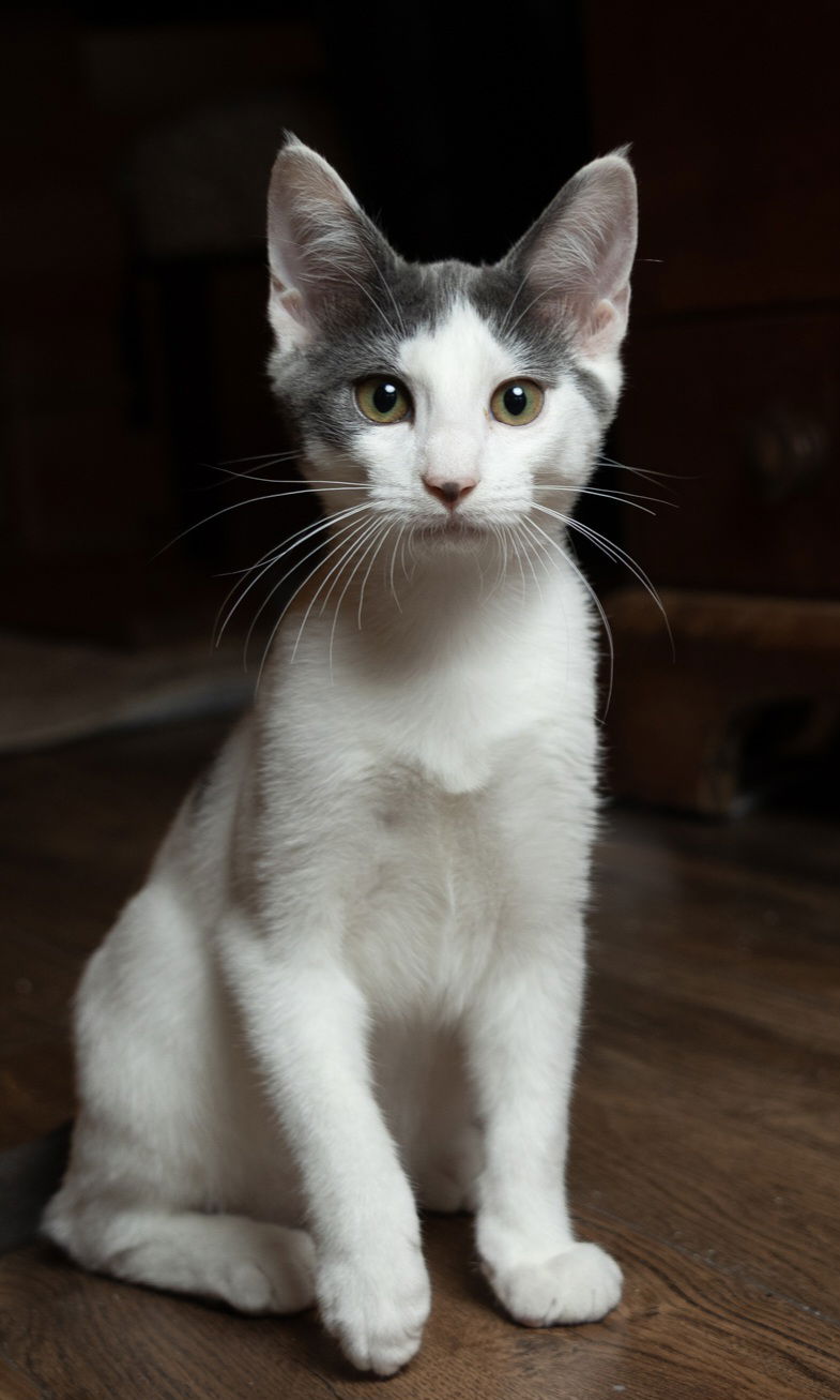 adoptable Cat in Sussex, NJ named KITTEN GASTON