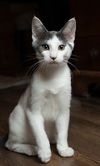 adoptable Cat in sussex, NJ named KITTEN GASTON