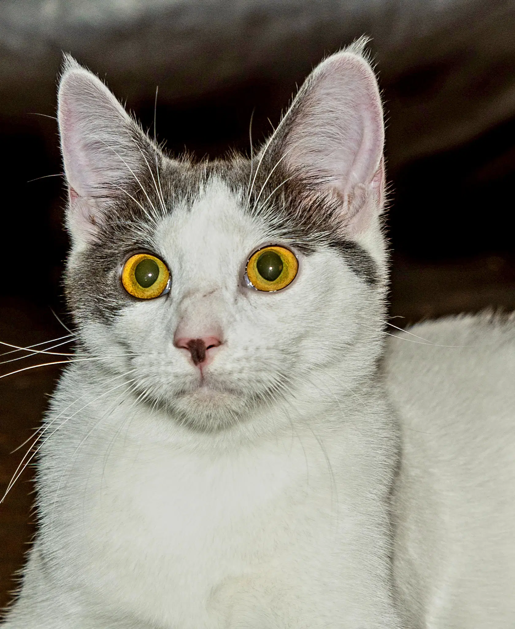 Kitten Gaston - Domestic Short Hair