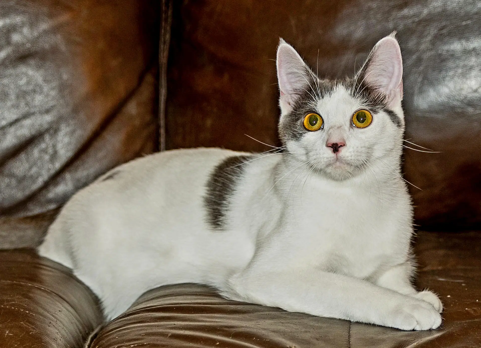 Kitten Gaston image 2