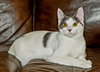 KITTEN GASTON - Photo 2