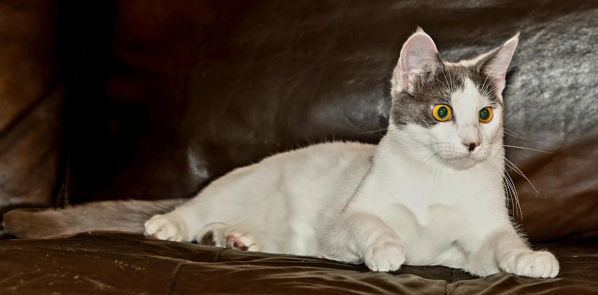 Kitten Gaston image 3
